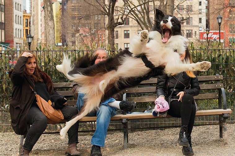 19 underbara och roliga "vad är det för fel på din hund?"-bilder
