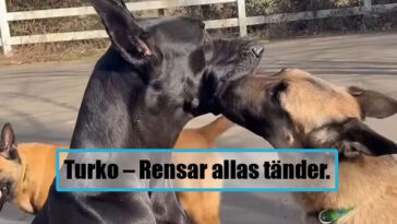 16 hundar med sina märkliga vanor som visar hur tokigt härliga de är