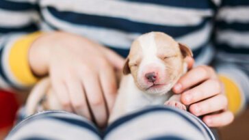 Här är listan med de 30 mest populära hundnamnen för 2023