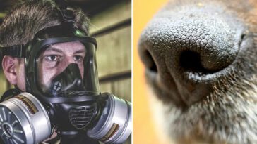 Sex hundar omhändertogs i Gävle – gasmasker krävdes på grund av svåra förhållanden