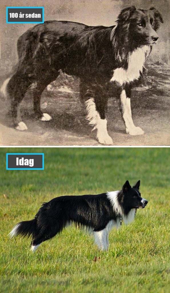 Selektiv avel - Border Collie för 100 år sedan och samma ras idag