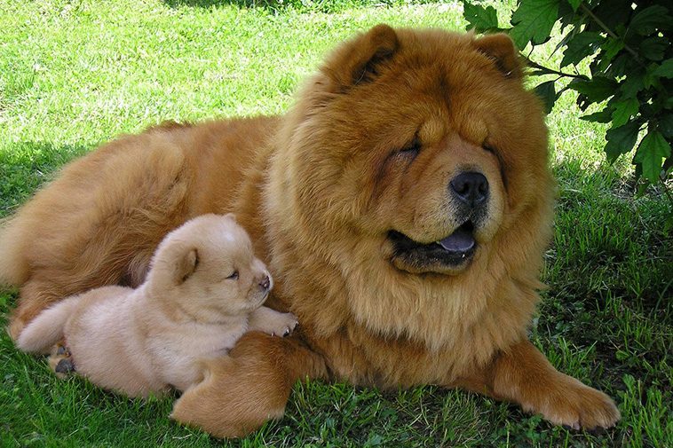 Hundraser: Chow Chow