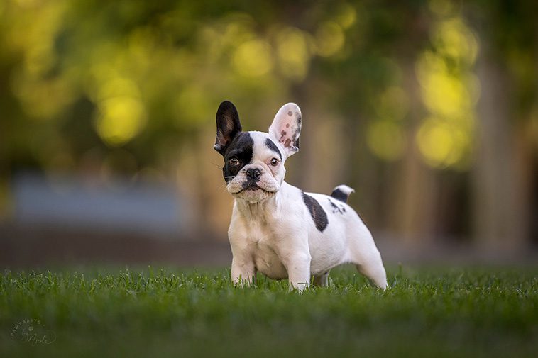 Hundraser: Fransk Bulldogg.