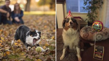 102 bevis på att Miniature American Shepherd och Australian Shepherd är de bästa raserna