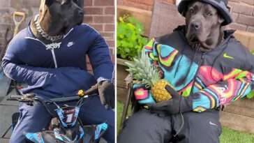 Möt Mist: Cane Corson som drar in tusentals på sina humoristiska bilder och filmer