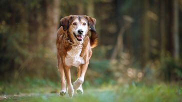 Vad du bör veta om att adoptera en seniorhund