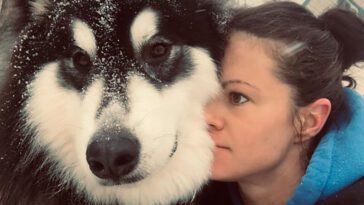 Skratt och kärlek: 26 bilder på Alaskan Malamutes du inte får missa