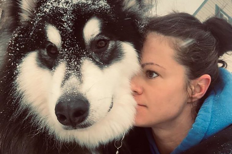 Skratt och kärlek: 26 bilder på Alaskan Malamutes du inte får missa