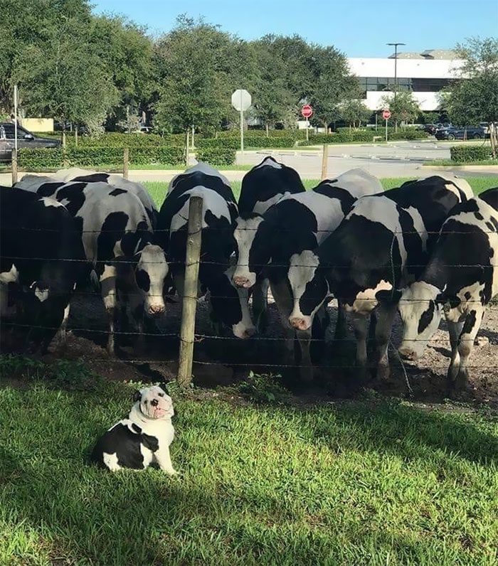 18 bilder som visar att Bulldoggs är mycket mer än bara stereotyper