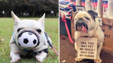18 bilder som visar att Bulldoggar är mycket mer än bara stereotyper
