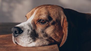 Så vet du om din hund saknar dig när du är borta – 10 tydliga tecken