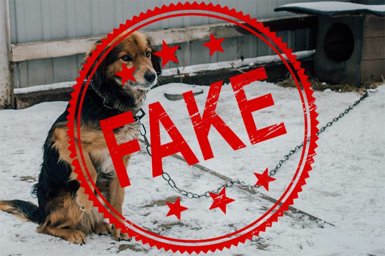 Organisation varnar för fejkade hundräddningar i sociala medier