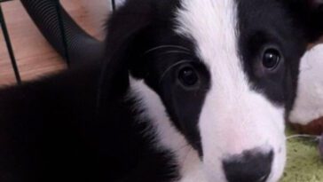 "Har han giraff-DNA?" – Denna Borzoi- och Schäfer-mix med otroligt lång hals förvånar många