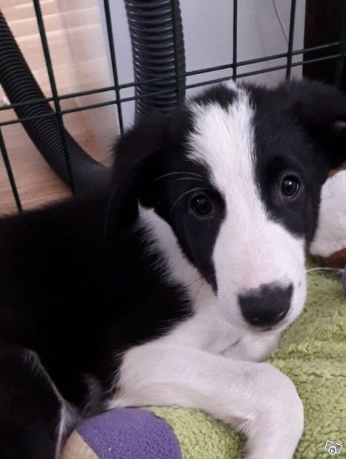 "Har han giraff-DNA?" – Denna Borzoi- och Schäfer-mix med otroligt lång hals förvånar många