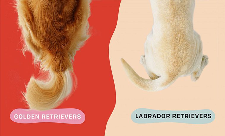 Golden Retriever vs Labrador Retriever: Välja rätt hundras
