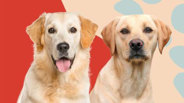 Golden Retriever vs Labrador Retriever: Välja rätt hundras