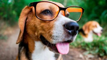 Din hund har blivit smartare – närmar sig nu vargens intelligens