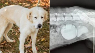 Hunden visar ovanligt beteende i månader – chockerande fynd på röntgenbilderna