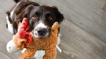 Därför ger din hund dig en leksak när du kommer hem – och vad det betyder