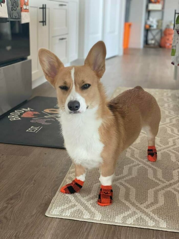 26 av de bästa bilderna från Facebookgruppen "Missnöjda Corgis"