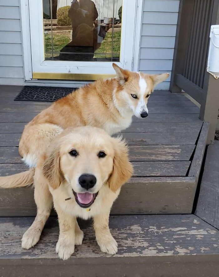 26 av de bästa bilderna från Facebookgruppen "Missnöjda Corgis"