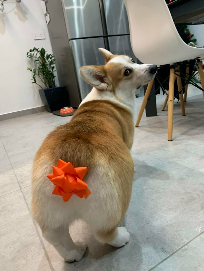 26 av de bästa bilderna från Facebookgruppen "Missnöjda Corgis"
