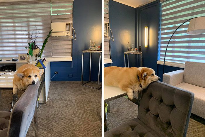 26 av de bästa bilderna från Facebookgruppen "Missnöjda Corgis"