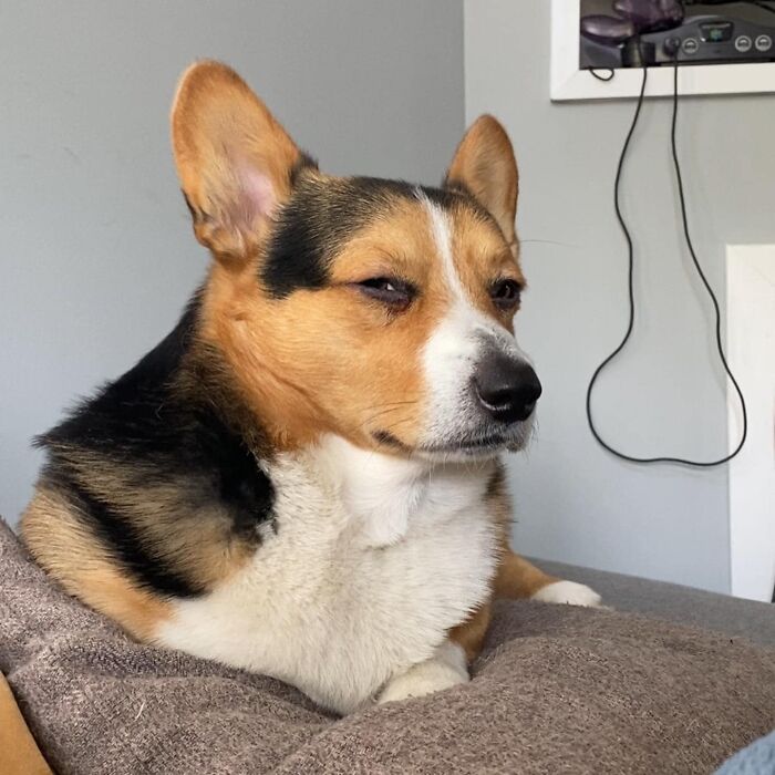 26 av de bästa bilderna från Facebookgruppen "Missnöjda Corgis"