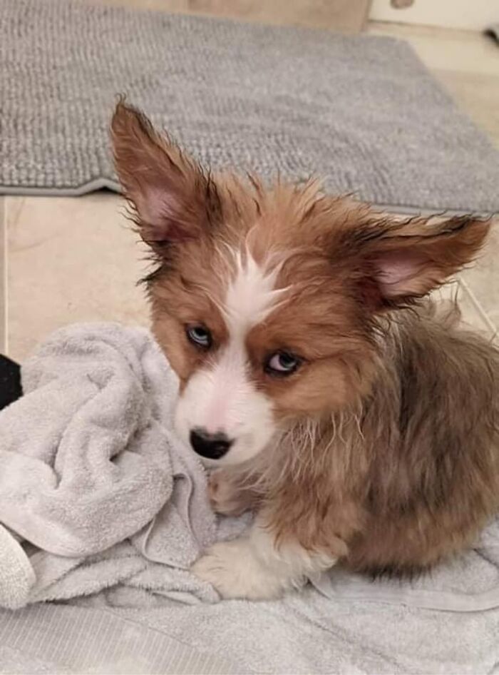 26 av de bästa bilderna från Facebookgruppen "Missnöjda Corgis"