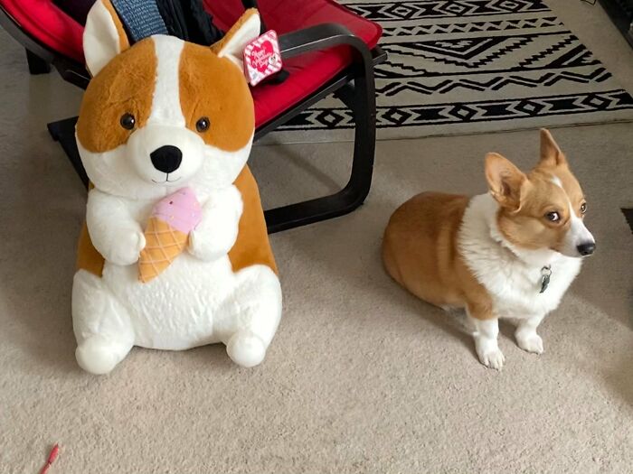 26 av de bästa bilderna från Facebookgruppen "Missnöjda Corgis"