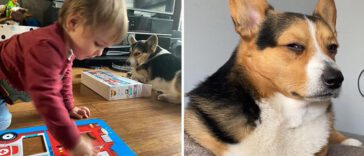 26 av de bästa bilderna från Facebookgruppen "Missnöjda Corgis"