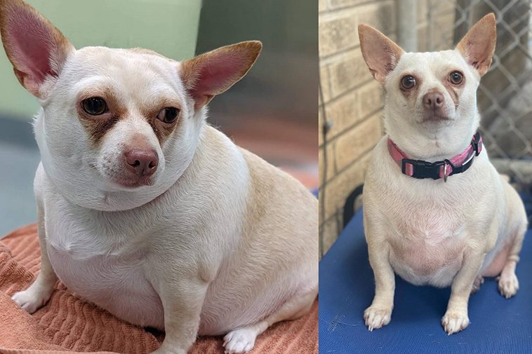Chihuahuan överlevde avlivning – en inspirerande viktminskningsresa