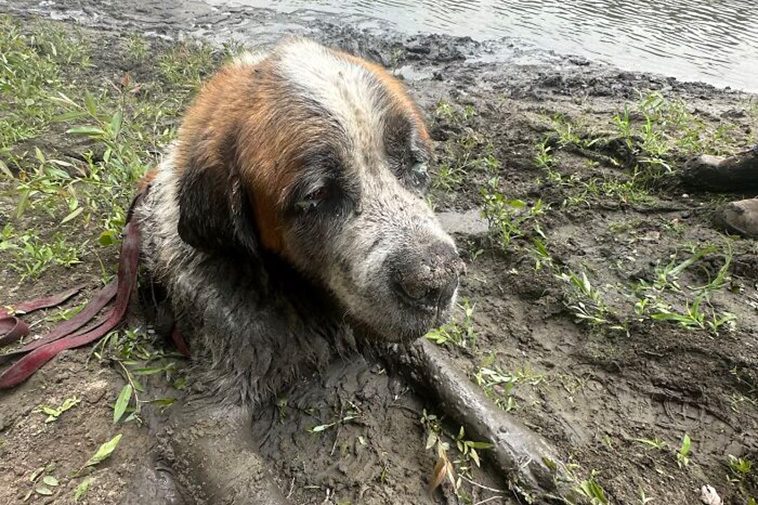 Svensexan förvandlas till räddningsaktion – Hund fast i lera får oväntad hjälp