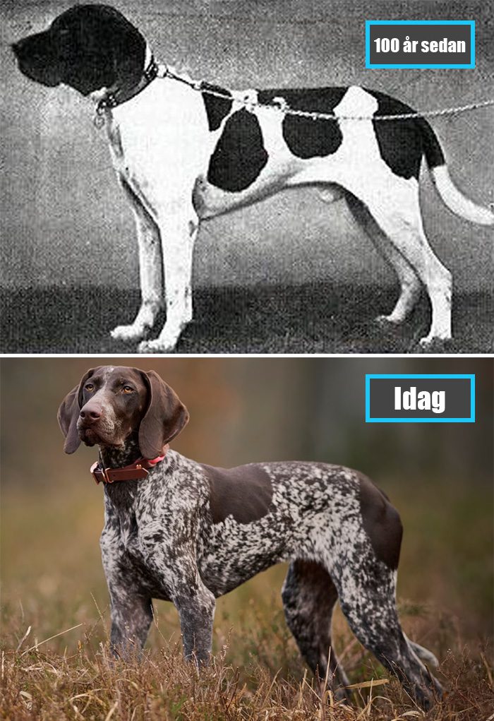 Selektiv avel - Pointer för 100 år sedan och samma ras idag