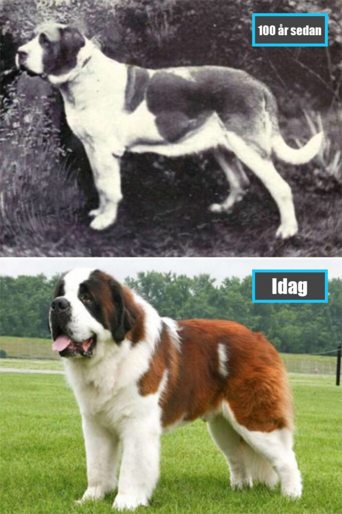 Selektiv avel - Sankt Bernhardshund för 100 år sedan och samma ras idag
