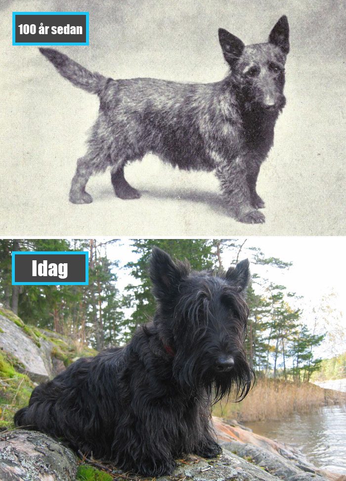 Selektiv avel - Skotsk Terrier för 100 år sedan och samma ras idag
