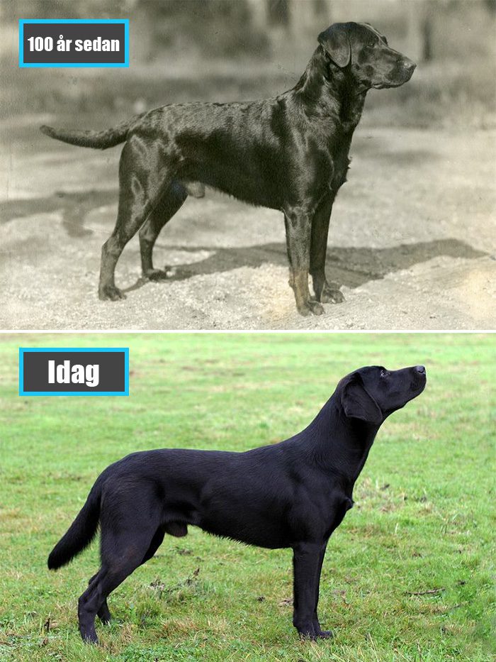 Selektiv avel - Labrador Retriever för 100 år sedan och samma ras idag