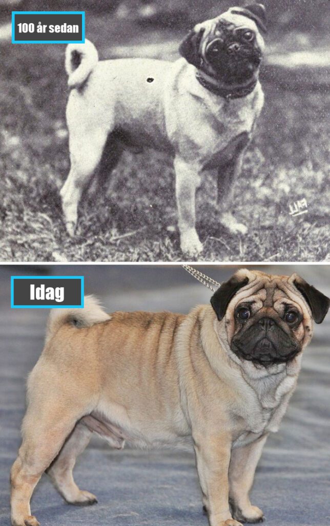 Selektiv avel - Mops för 100 år sedan och samma ras idag