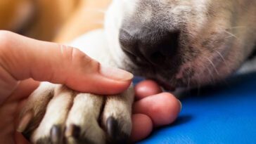 Från sorg till ny start: Så länge väntar hundägare innan de skaffar en ny hund