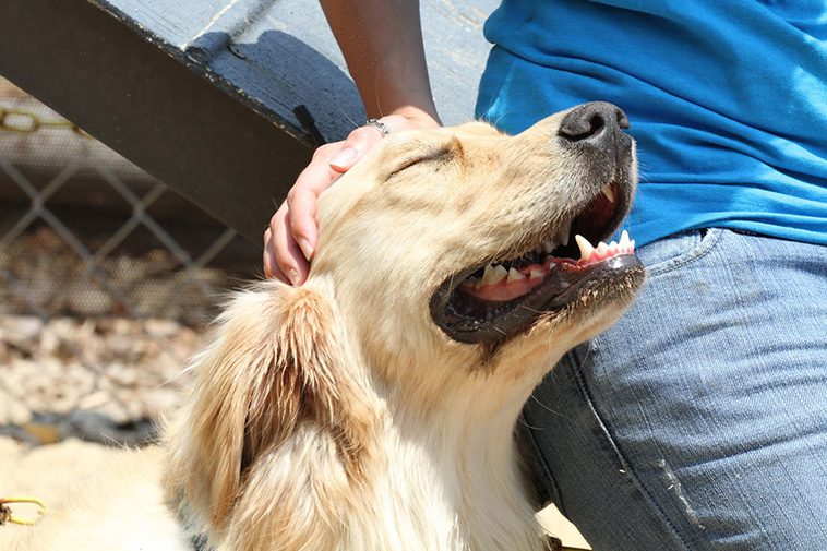 10 sätt att visa din hund att du älskar den – som den förstår
