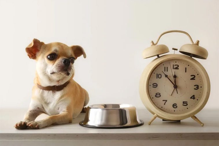 10 sätt att visa din hund att du älskar den – som den förstår