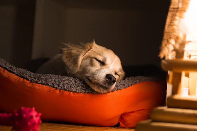 10 sätt att visa din hund att du älskar den – som den förstår
