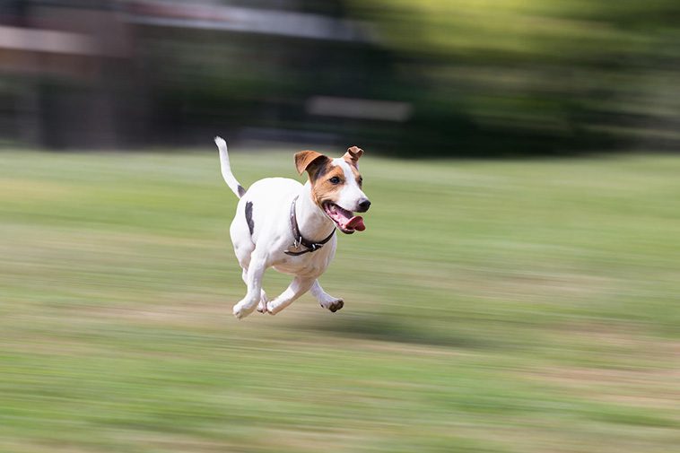 De 13 snabbaste hundraserna i världen:
#6: Jack Russell Terrier