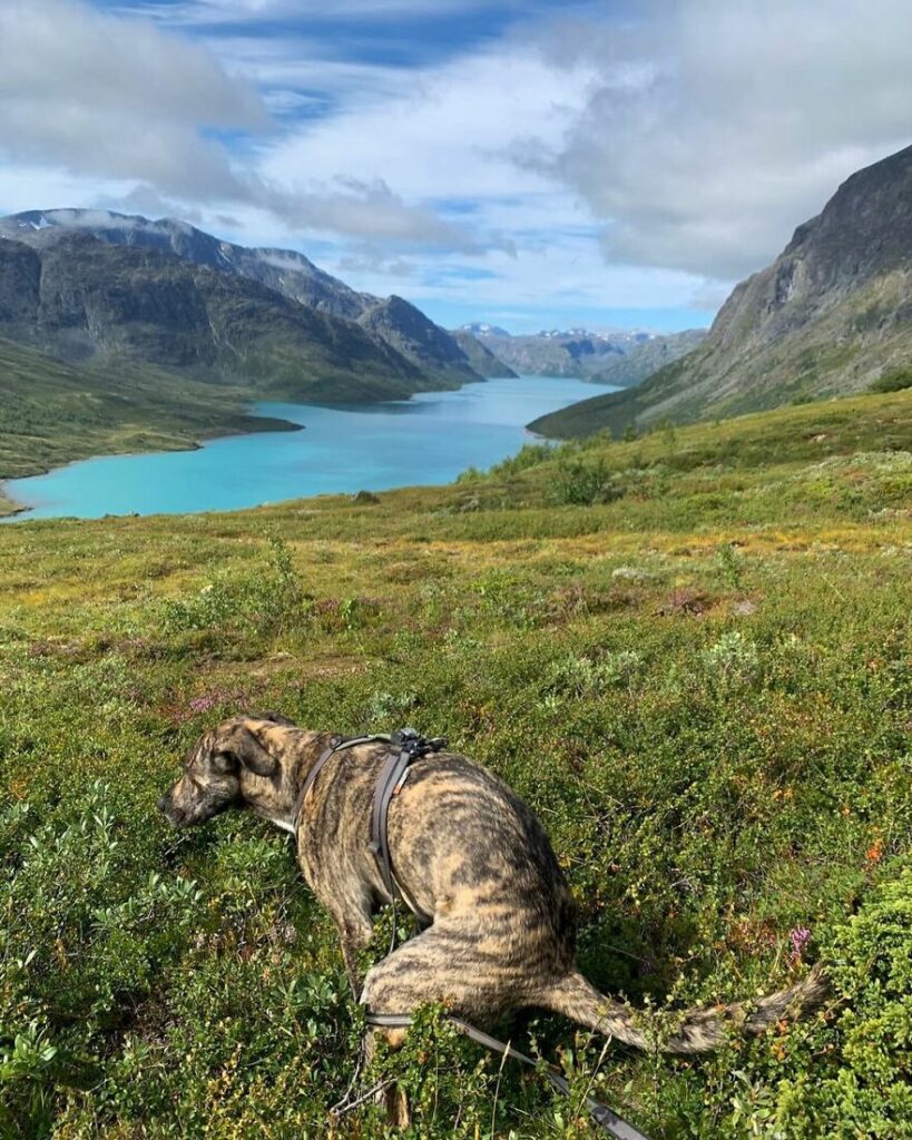 18 hysteriskt roliga bilder på hundar som gör nummer två på de mest fantastiska platserna