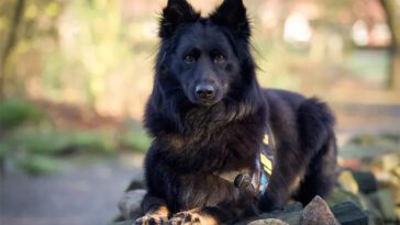 Gino – en hjälte i hundform: Årets Tjänstehund 2024