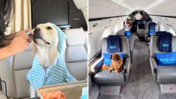 BARK Air tar flygresor till nästa nivå – Bildspecial från världens första hundanpassade flygplan