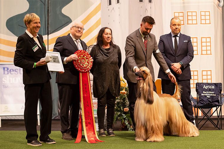 Afghanhund tog hem "Best In Show" på Stockholm Hundmässa 2024
