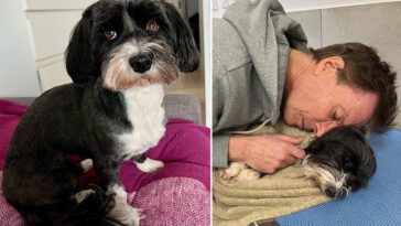 Bolibompa-stjärnans hund ihjälbiten