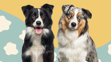 Border Collie eller Australian Shepherd: Vilken ras passar din familj bäst?