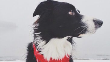 Kan du hitta Border Collien Momo på dessa bilder?